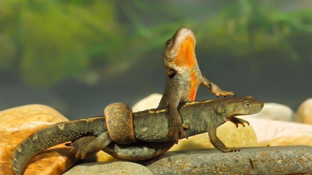 El tritón pirenaico