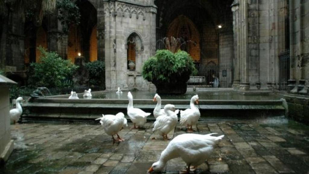 Las 13 ocas de la Catedral de Barcelona