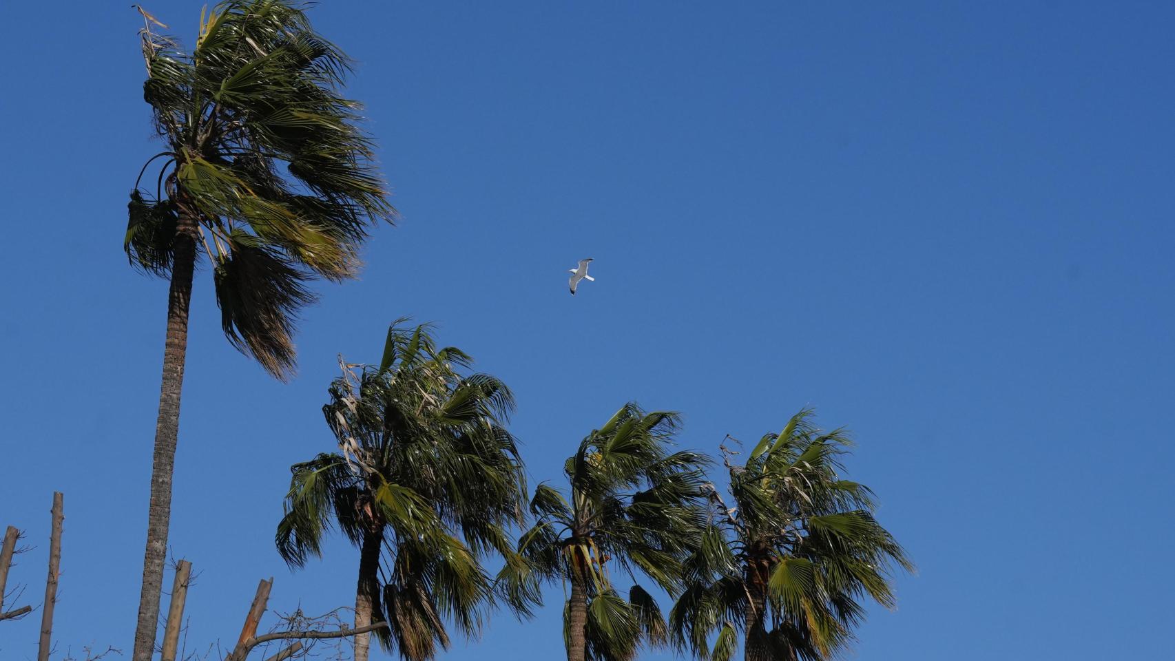 Palmeras bajo los efectos del viento, a 12 de febrero de 2026, en Barcelona, Cataluña