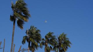 Palmeras bajo los efectos del viento, a 12 de febrero de 2026, en Barcelona, Cataluña