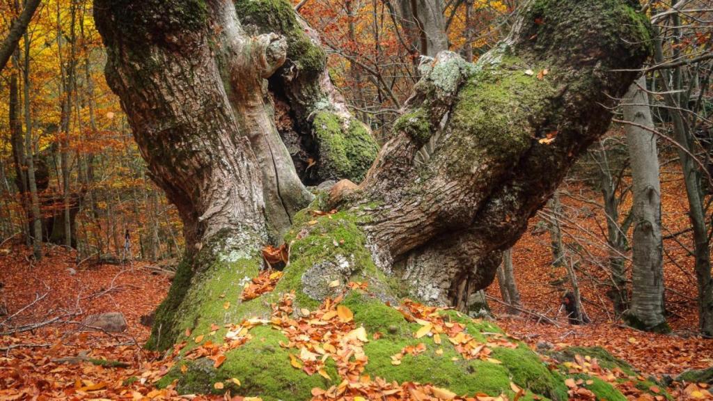 Castaño en Viladrau