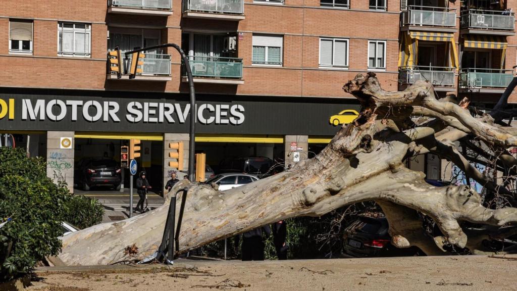Un árbol cae sobre unos coches a causa del viento, a 12 de febrero de 2026, en L'Hospitalet de Llobregat, Barcelona