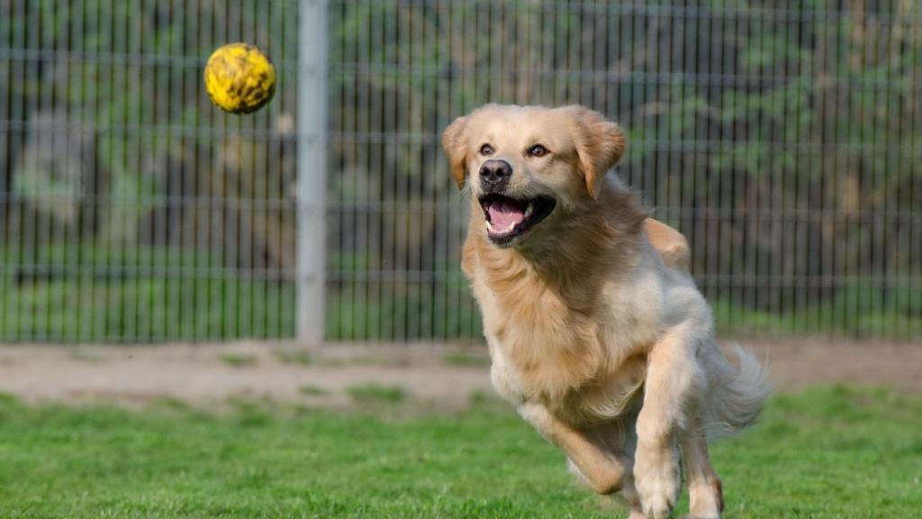 Perro jugando con una pelota