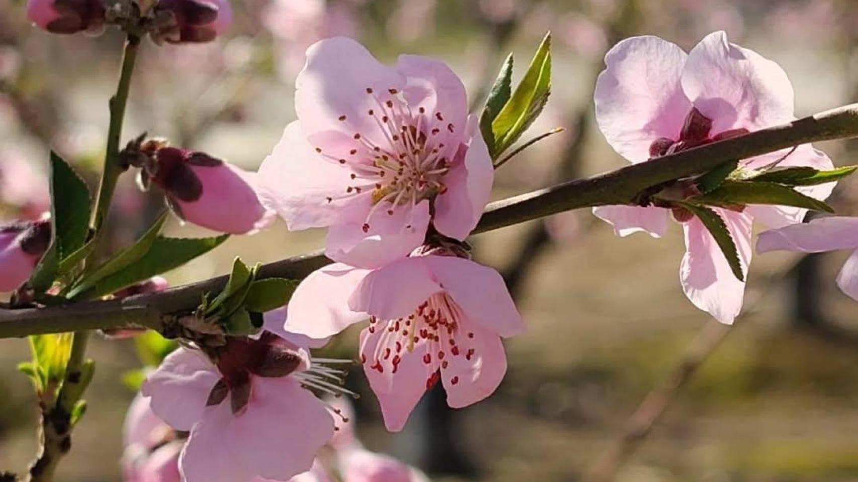 Floración de Aitona