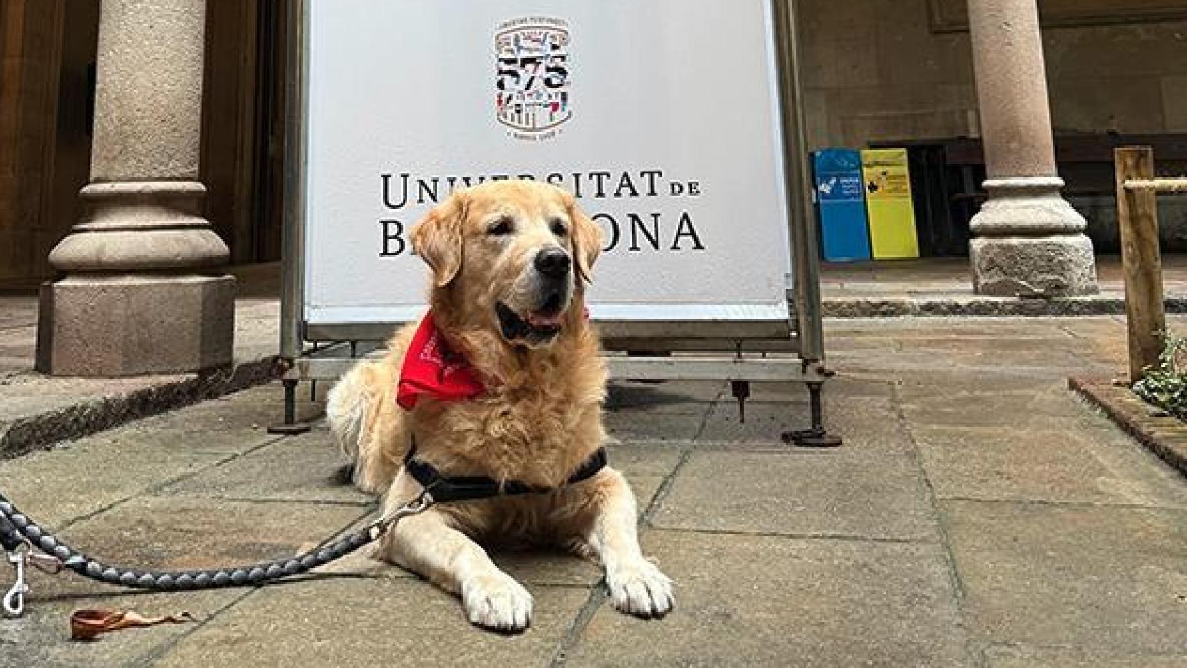 Uno de los perros que acuden con sus dueños a la Universidad de Barcelona