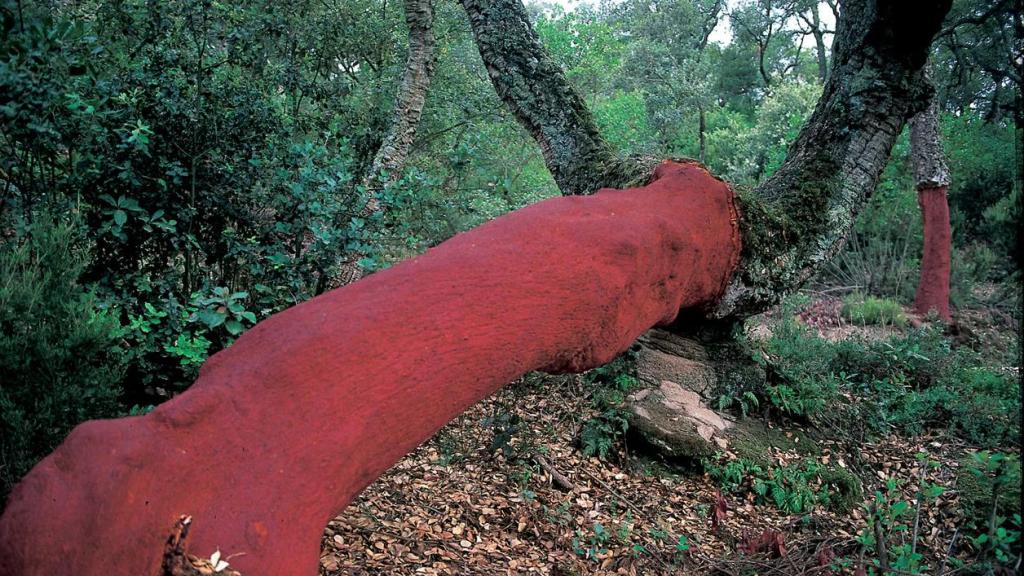Así es el primer parque del silencio de España, Parc del Montnegre i el Corredor