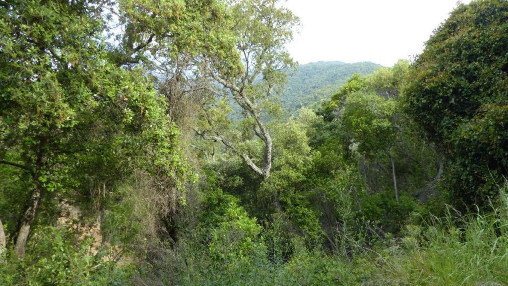 Racó del Parc del Montnegre i el Corredor