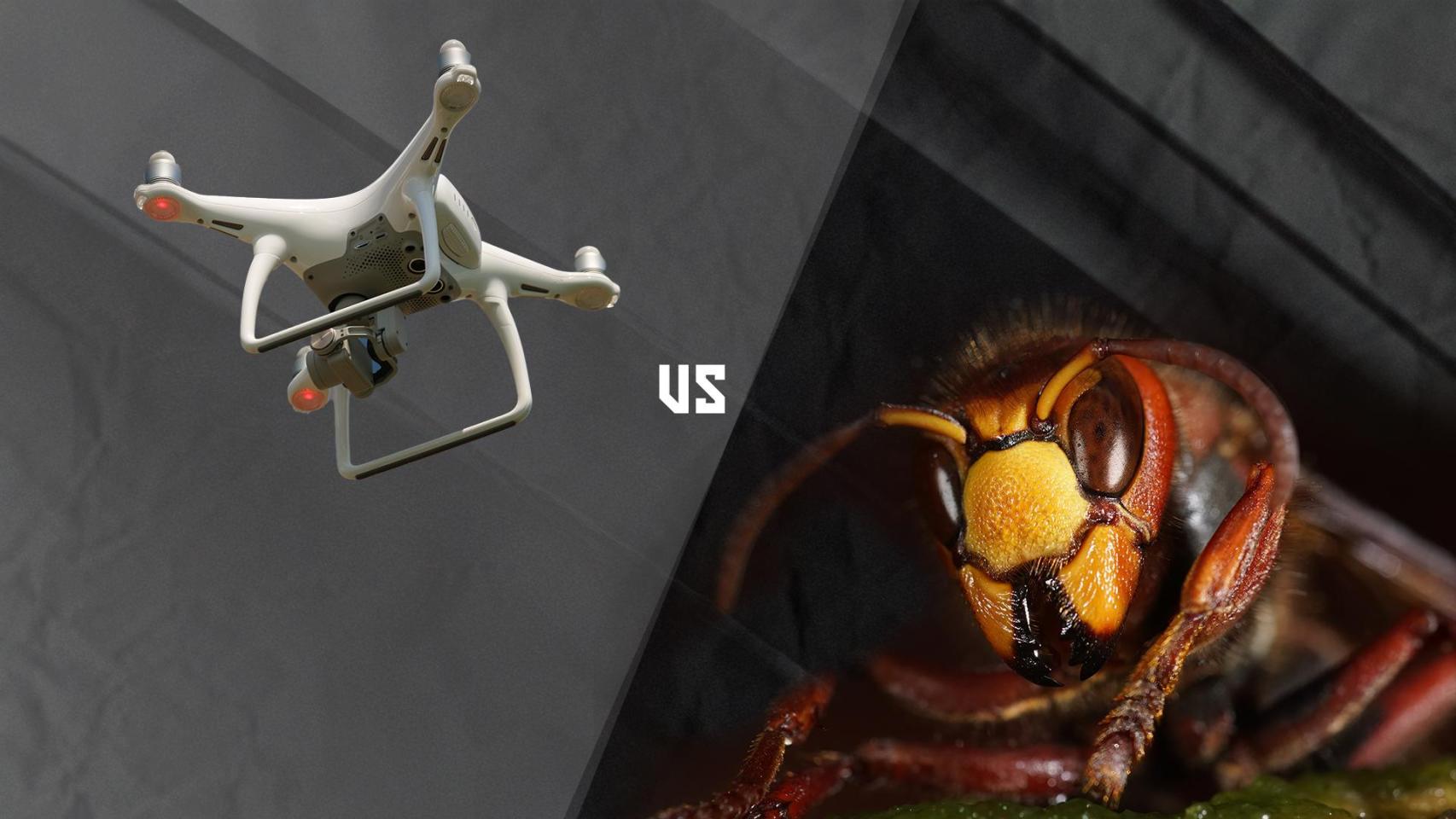 Terrassa usa drones contra las avispas asiáticas