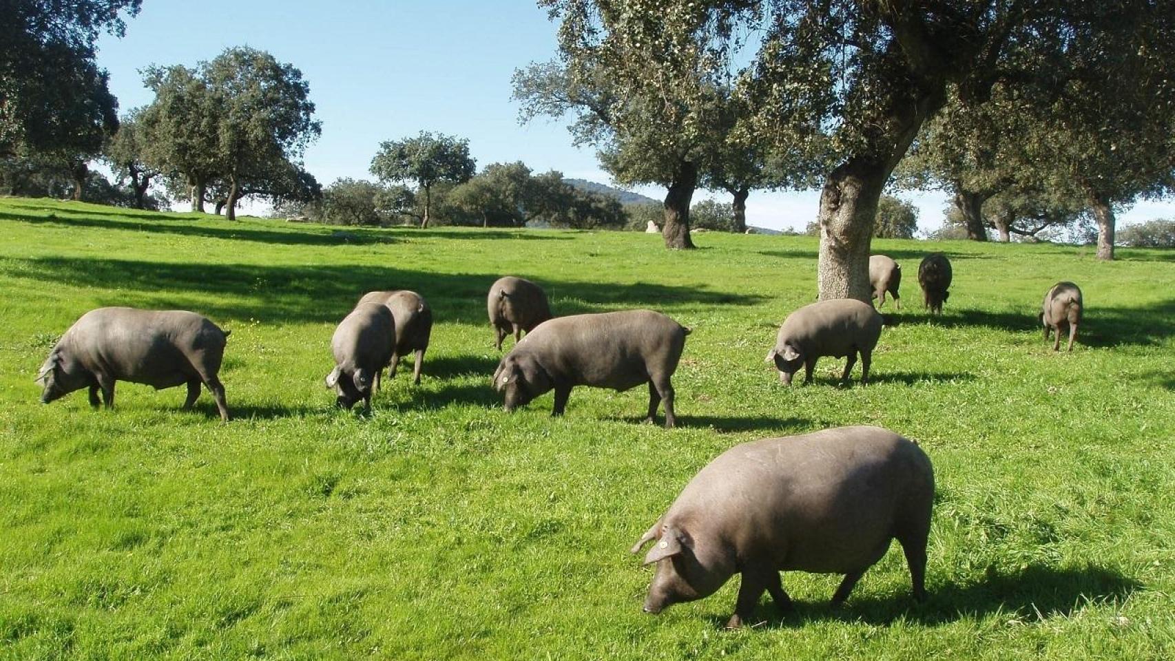 Una piara de cerdos / EP