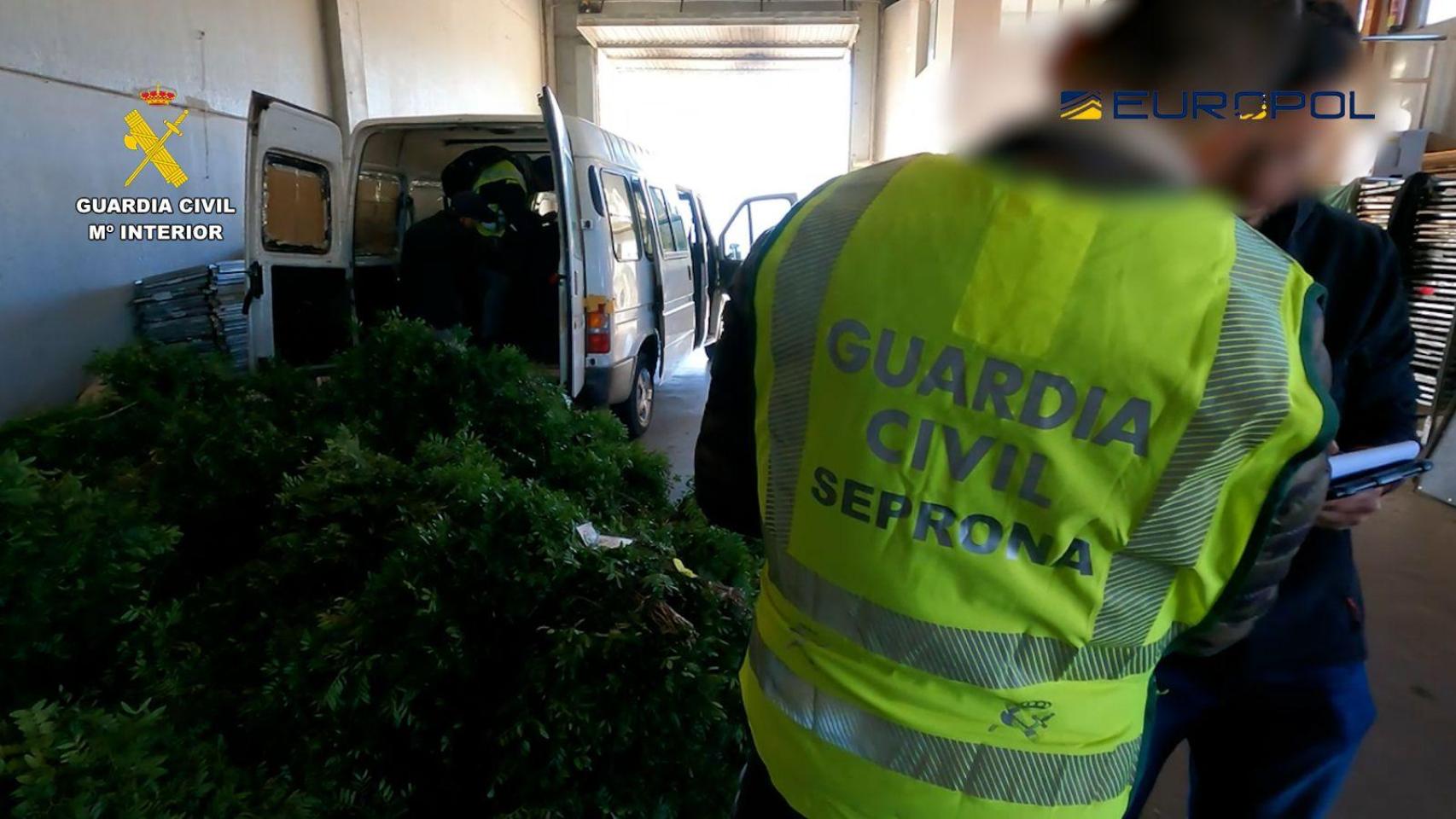 La Guardia Civil, durante una inspección en la nave industrial en la que operaba la organización que traficaba con lentisco