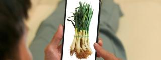 App calçots