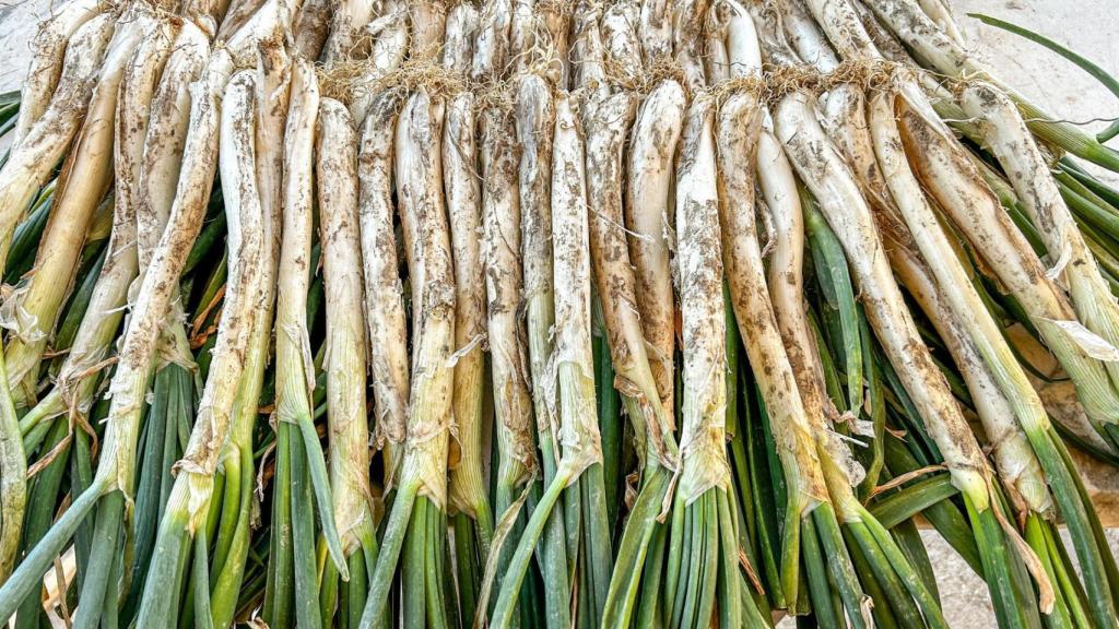 Calçots