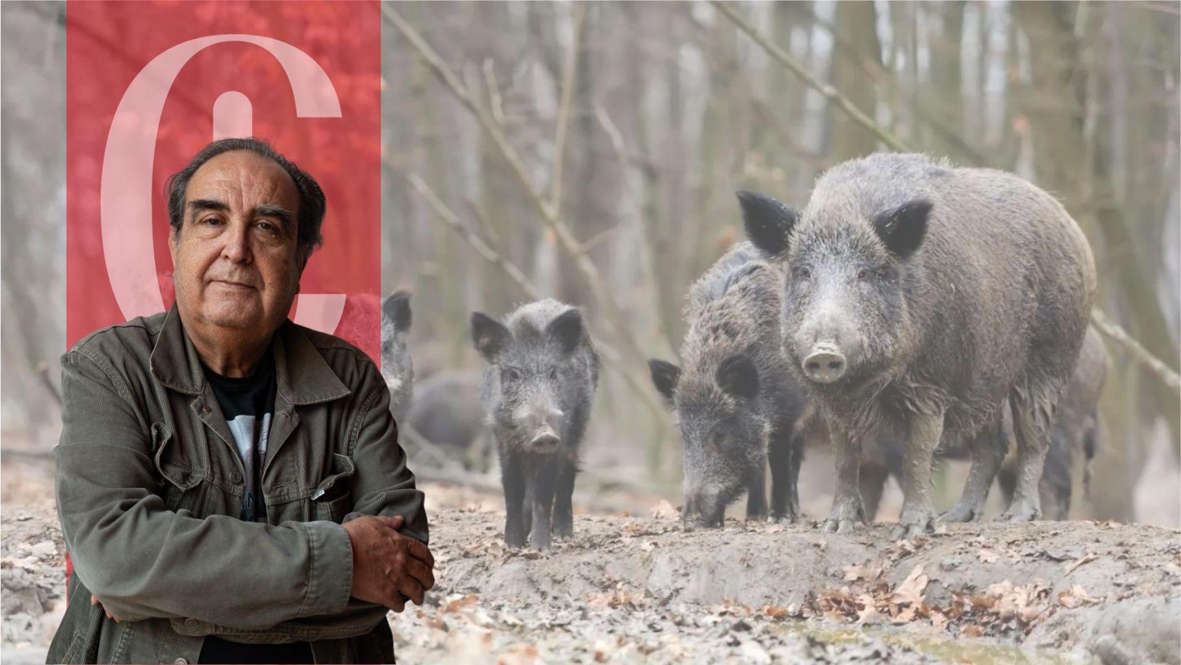 Ramón de España y una manada de jabalíes