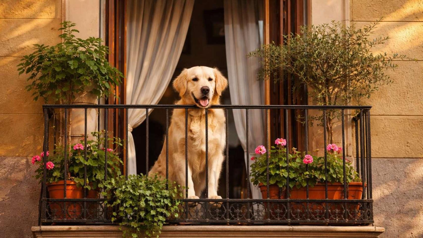Perro en la terraza / Seguros Atocha