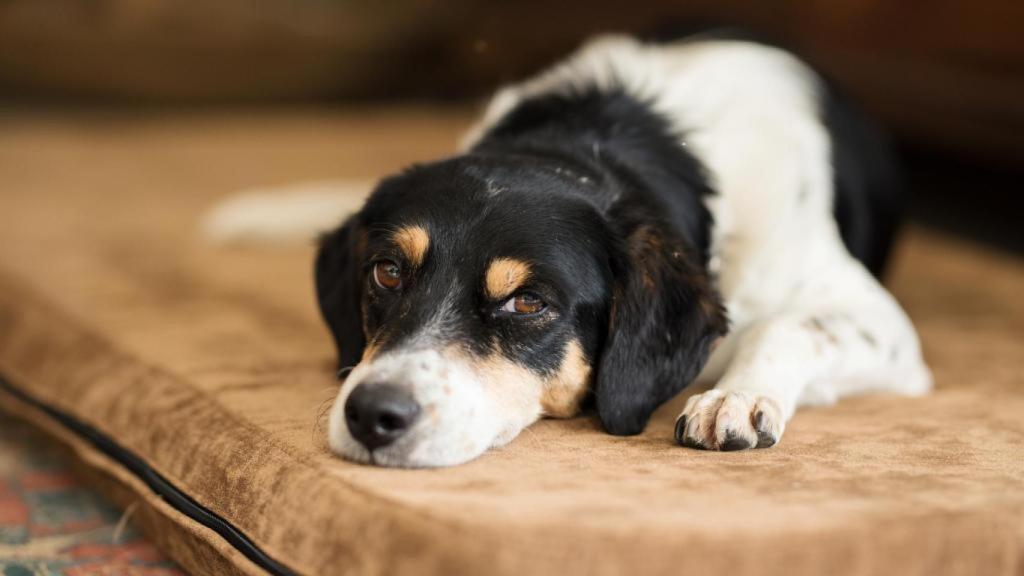 Perro / iStock