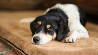 Perro / iStock