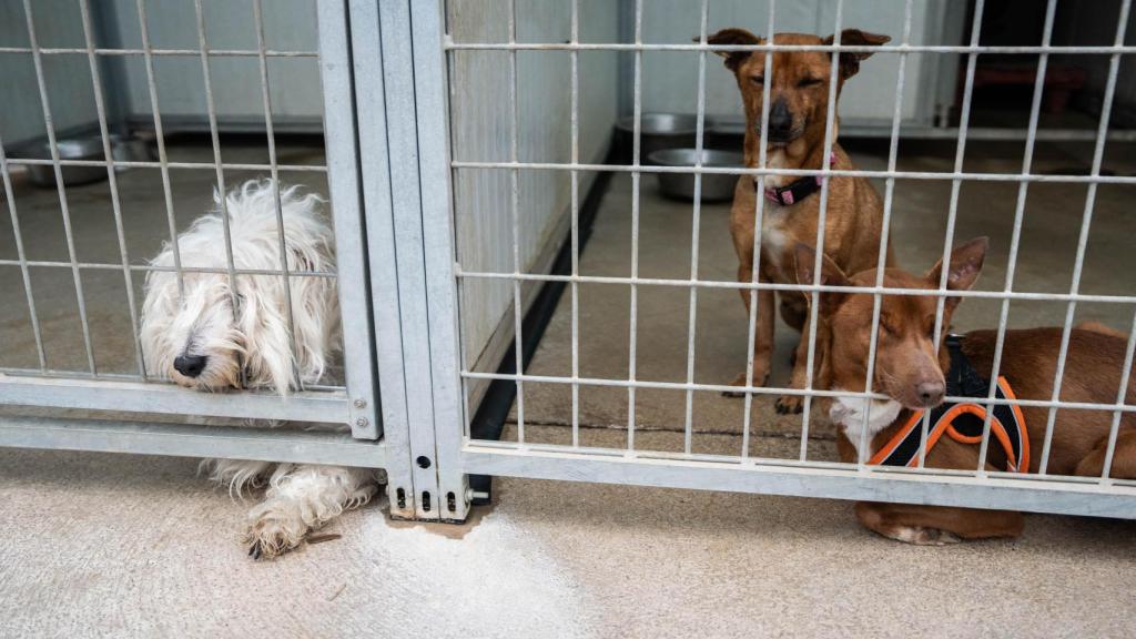 Alguns dels gossos que viuen actualment al centre APAG