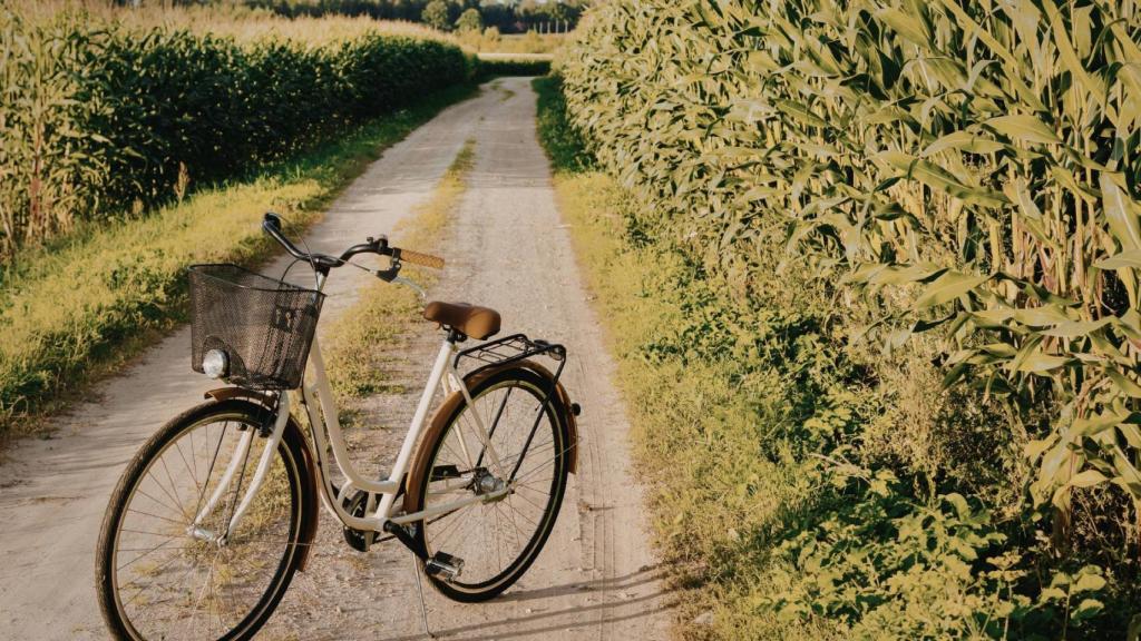 Bicicleta en la naturaleza