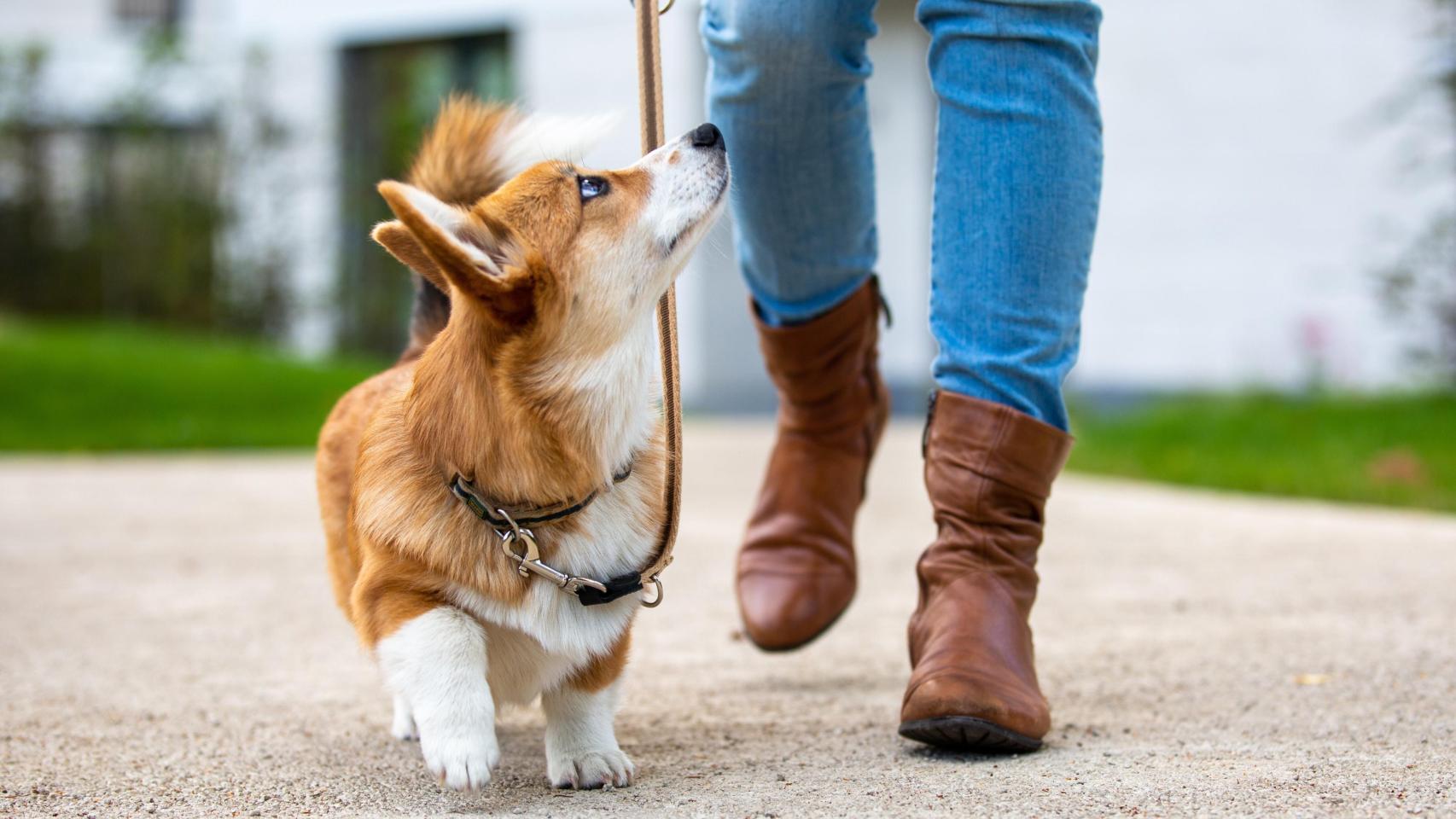 Perro dando un paseo