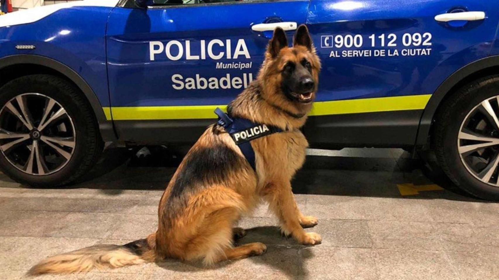 Imagen de la Unidad Canina de Sabadell en una imagen de archivo