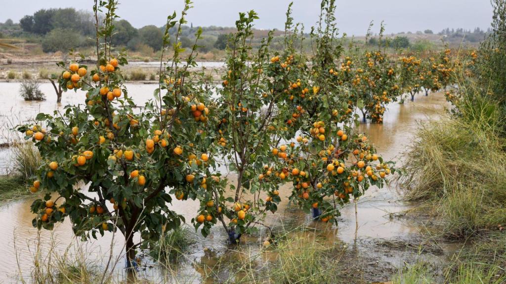 Un campo de cultivo afectado por un temporal.jpg