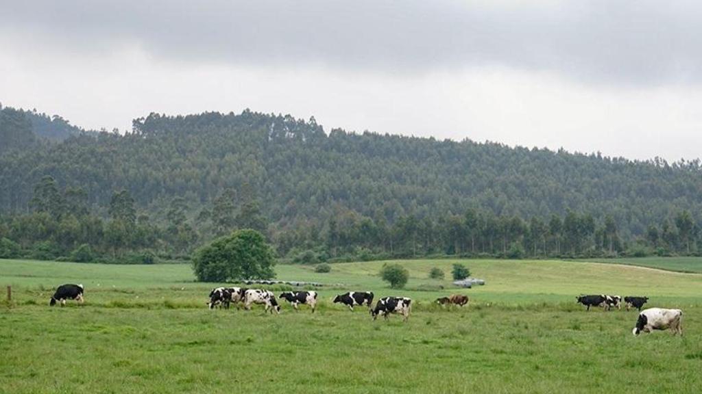 Vaques pasturant