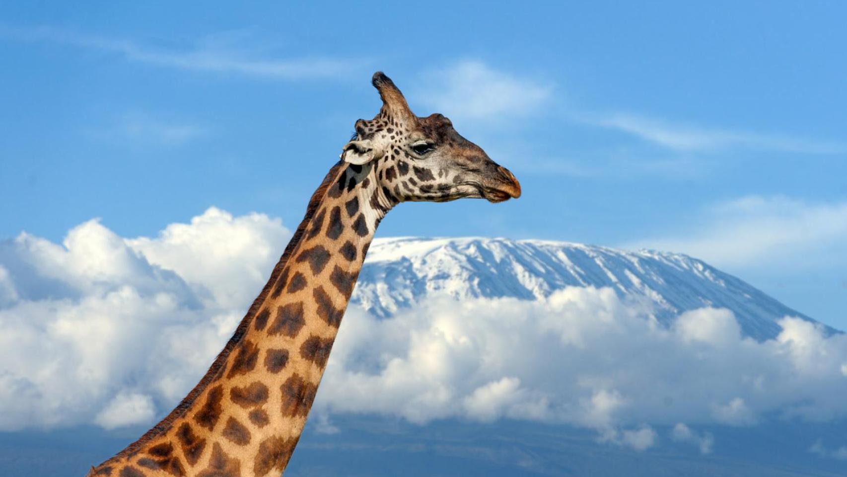 Jirafa con el Kilimanjaro al fondo