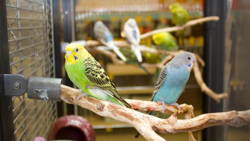 Varios periquitos de colores están posados en ramas dentro de una jaula