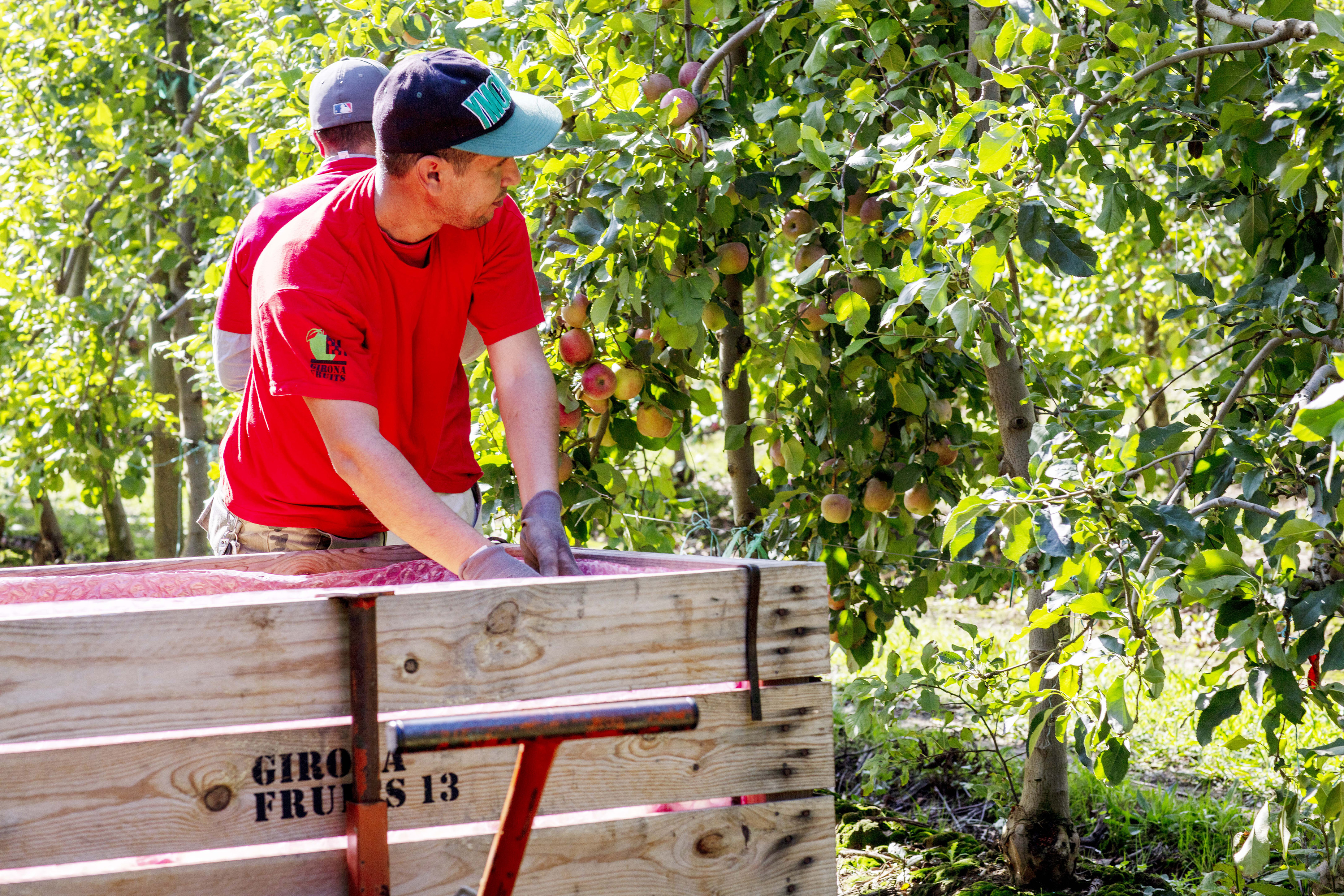 Recogida de manzanas de la cooperativa Girona Fruits, proveedora de Mercadona