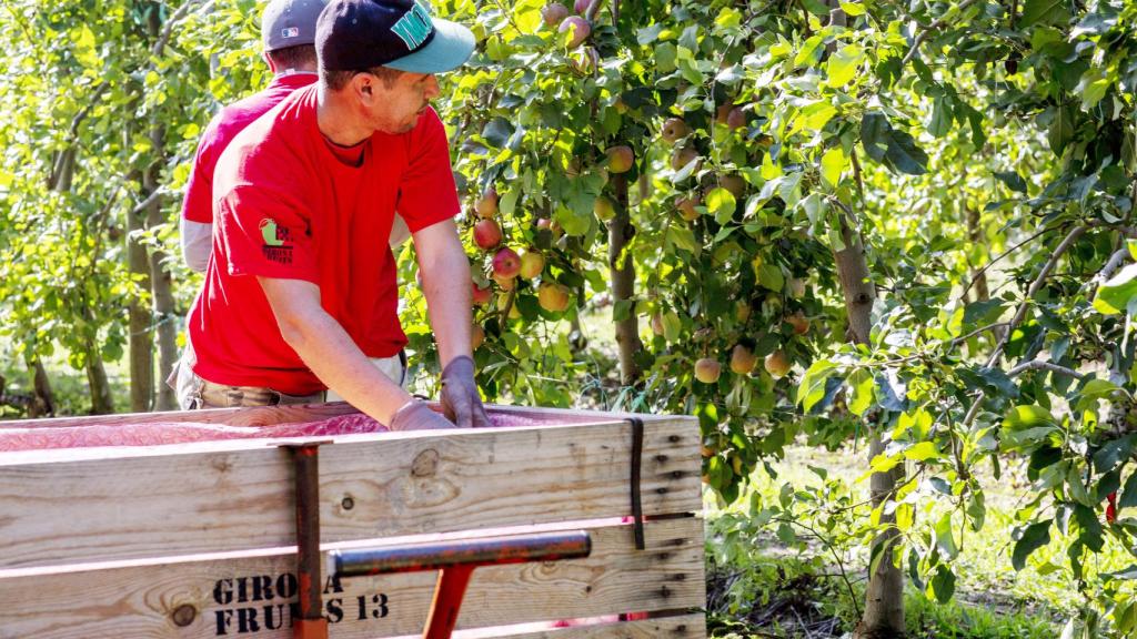 Recogida de manzanas de la cooperativa Girona Fruits, proveedora de Mercadona