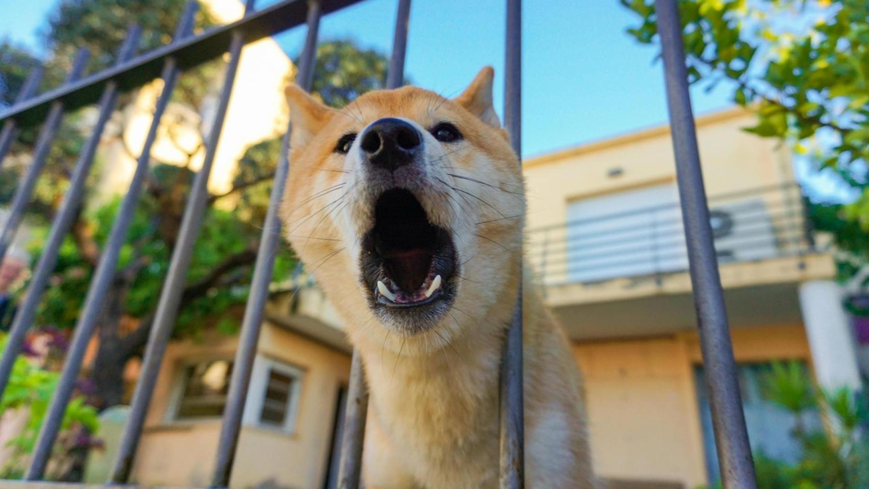 Perro ladrando