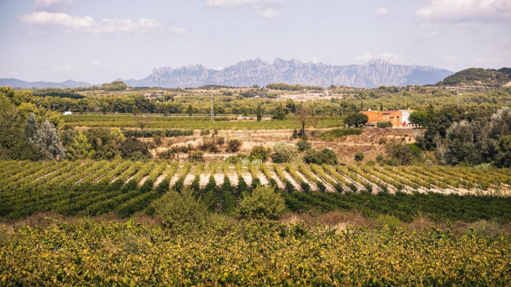 Vinyes