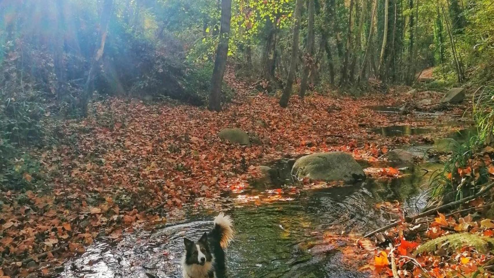 Bosque de la Font de la Corbadora.jpg