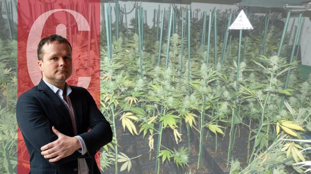 El director de Crónica Global, Ignasi Jorro, y una imagen de una plantación de marihuana