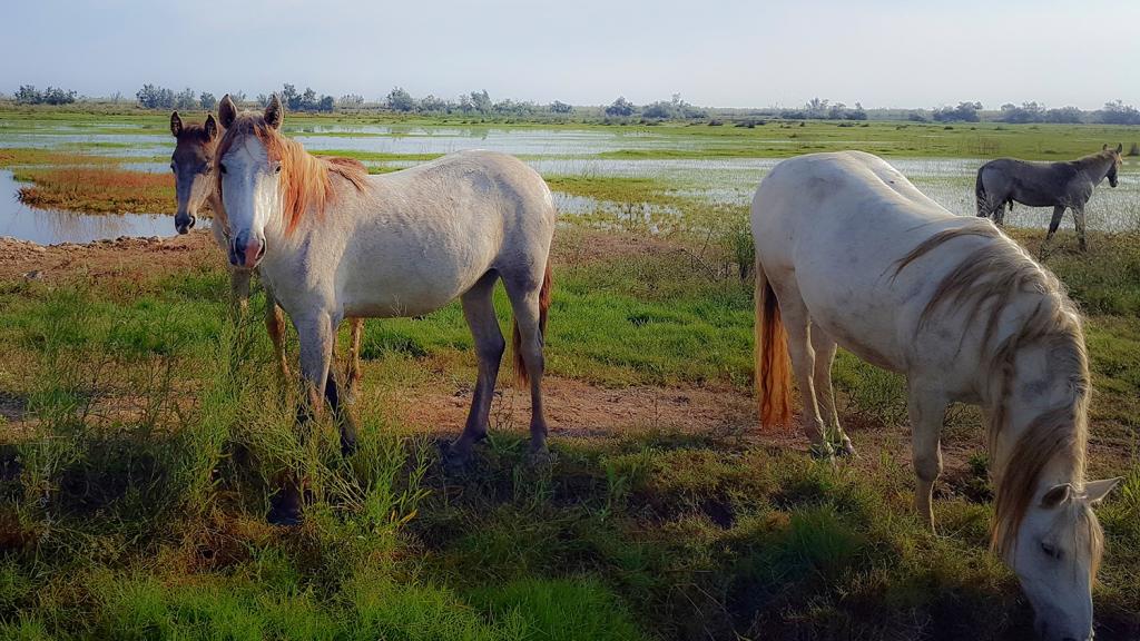 Caballos en la Illa de Buda