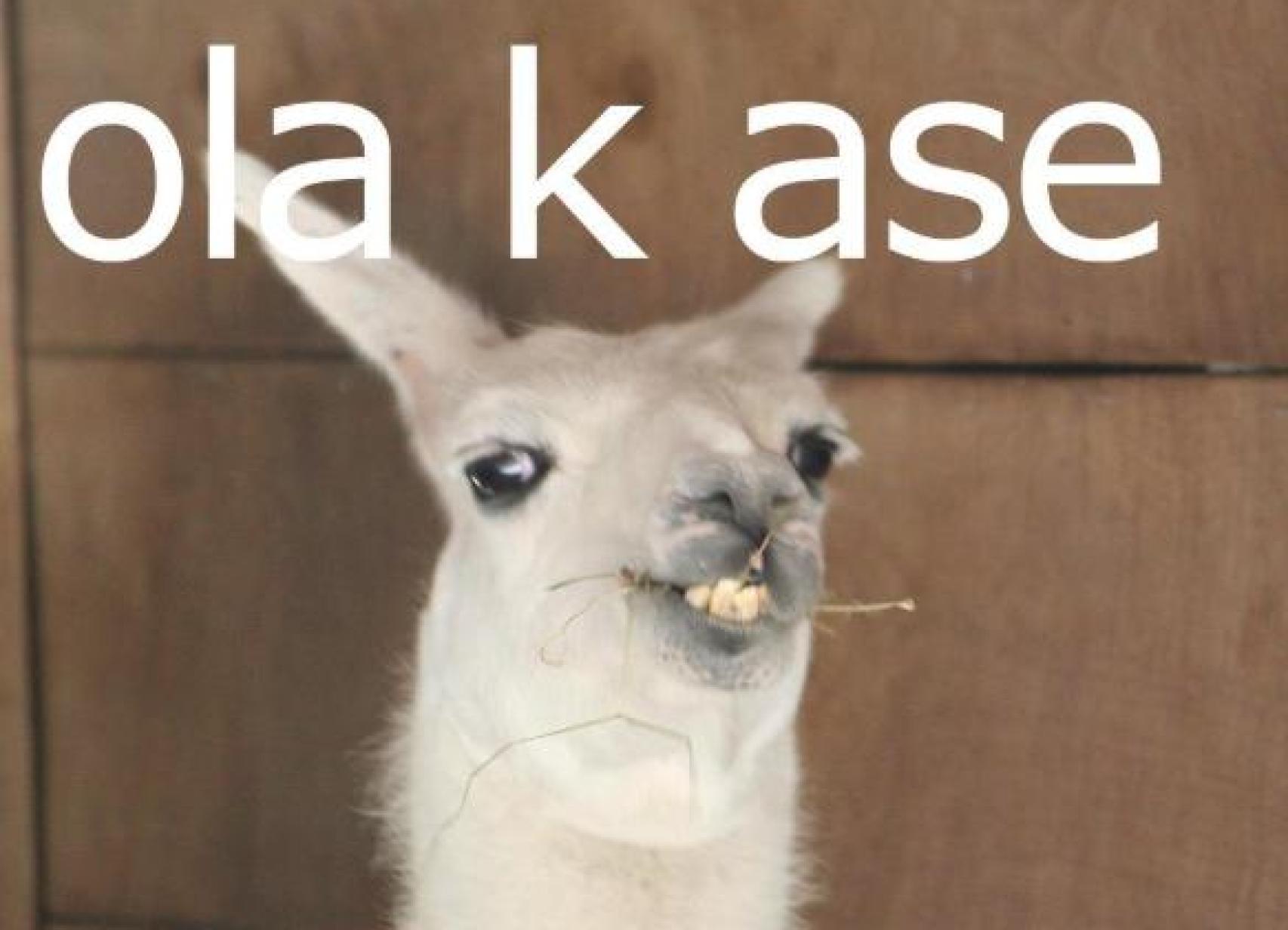 Meme 'ola k ase'