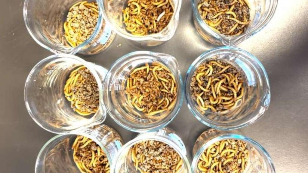 Cucs que s'alimenten de microplàstics