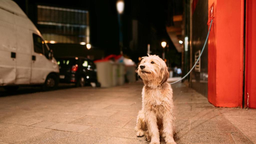 Perro atado en la puerta de una tienda, ejemplo de la práctica de dejar perros atados en el súper