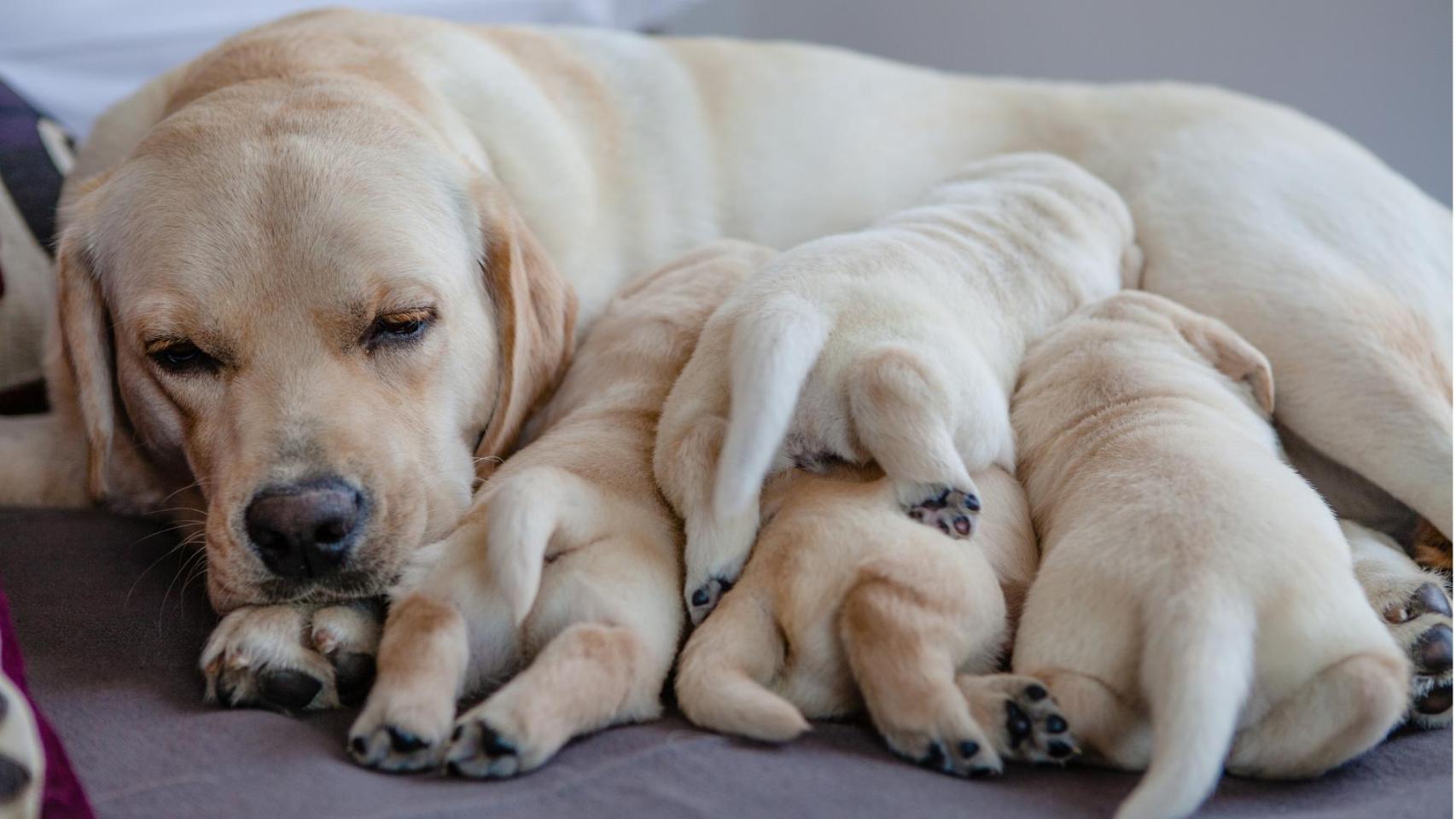 Perra con sus cachorros en casa, imagen relacionada con la prohibición de tener crías según la Ley de Bienestar Animal.