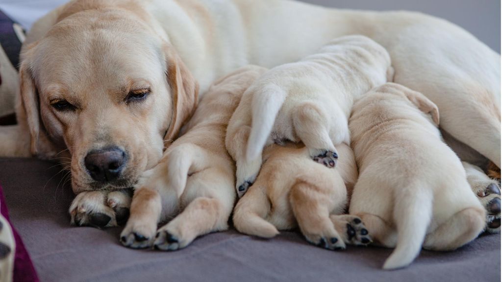 Perra con sus cachorros en casa, imagen relacionada con la prohibición de tener crías según la Ley de Bienestar Animal.