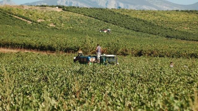 Las ayudas estn destinadas a jvenes agricultores. EFE