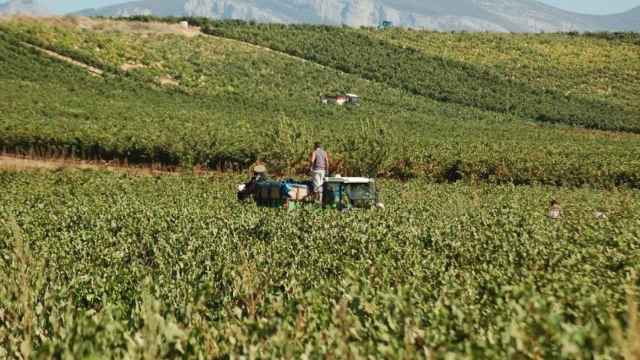 Las ayudas estn destinadas a jvenes agricultores. EFE