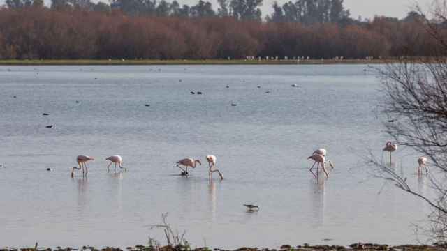 Marismas de Doñana / DOÑANA VISITAS