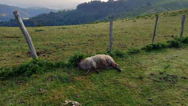Oveja muerta / EGUZKI