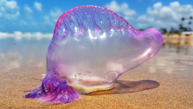 Alerta en las playas vascas ante la aparición de medusas carabela portuguesa