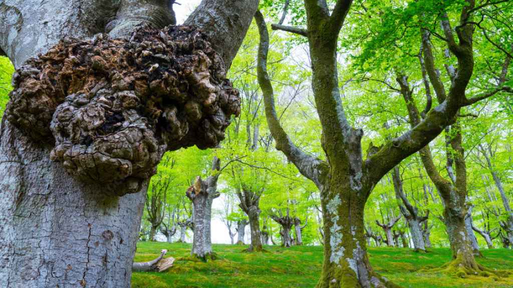 El bosque de Oianleku, en el Parque Natural más impresionante de Gipuzkoa.