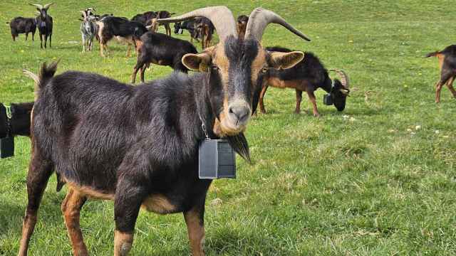 Salvar los paisajes de montaña para salvar la ganadería de pastoreo, y viceversa: así es el proyecto Ruraltxa! / Ruraltxa!