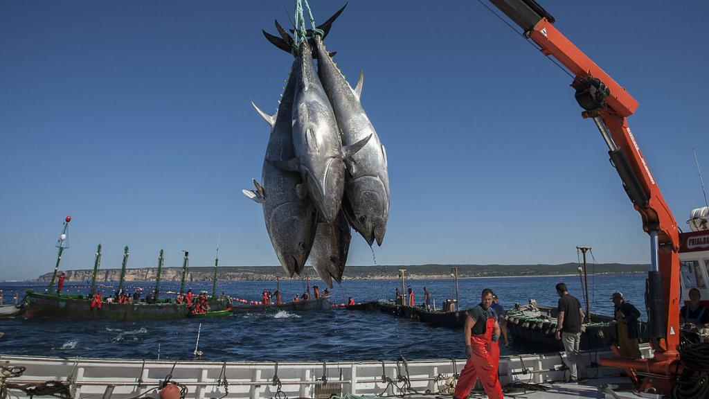 La pesca del atún tropical, más sostenible de la mano de Azti.