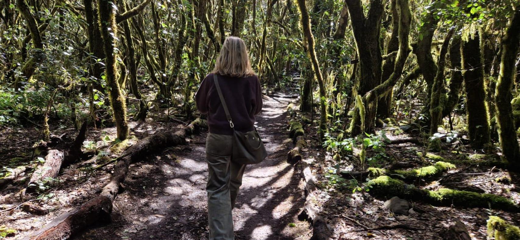 La ruta más compleja, con 16 km y tramos importantes de gran desnivel, es la Ruta circular de Garajonay. Antes de adentrarse en el parque conviene hacer una parada en el centro de visitantes Juego de Bolas / A. VIRI