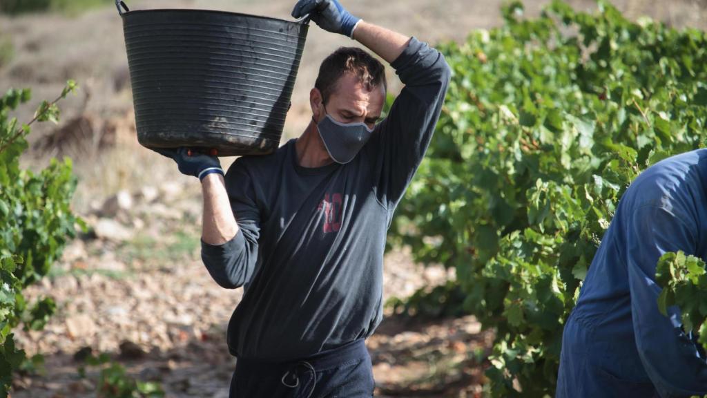 Un vendimiador recoge uvas